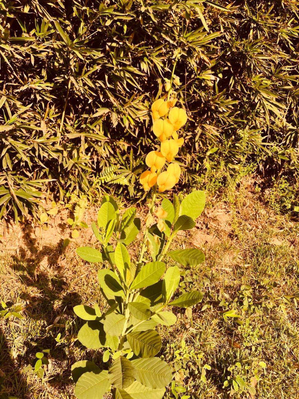 הוילה איליה-בלה Yellow House Beira Mar Portinho מראה חיצוני תמונה